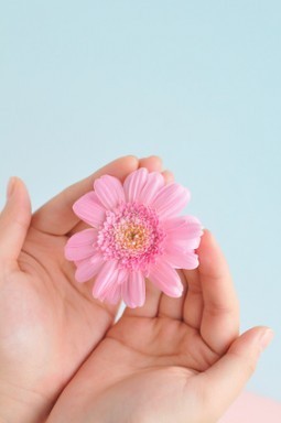 hands holding a flower