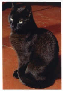blood_clots_cats