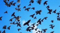 Many birds in the air