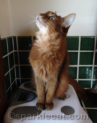 I am hanging my tail off - is that cheating?