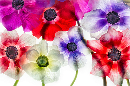 Anemones 1 by Harold Davis