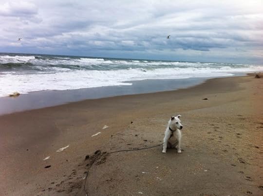 [Belle at the beach, January 2014.]