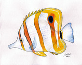 Watercolour painting study of a Beaked Coralfish, original, tropical fish, A4 size, unframed - Jillsgallery