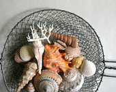 Edible Chocolate Filled Candy Seashells 8 - great for cake decorating, gift giving, favors, and stand alone - andiespecialtysweets