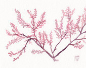 Watercolor illustration of a red Seaweed - Giclee print - Fine art archival reproduction- Purple pink flower of the ocean - SandraOvono