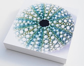 Photo block sea urchin shell print beach wall art - NewCreatioNZ