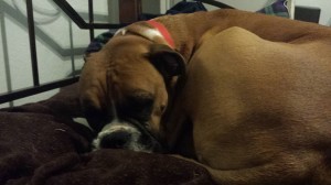 Moxie the Dog