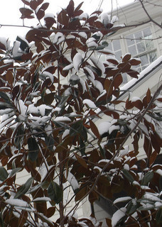 Snow on a Magnolia