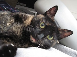 feline_office_assistant_office_cat