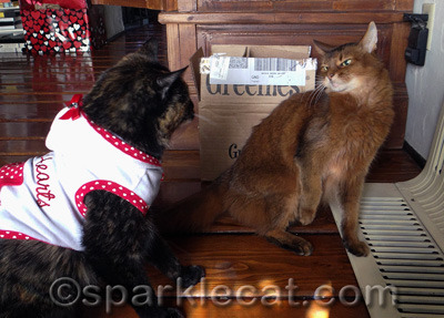 Who will be the first to give the Smacky Paw of Doom?