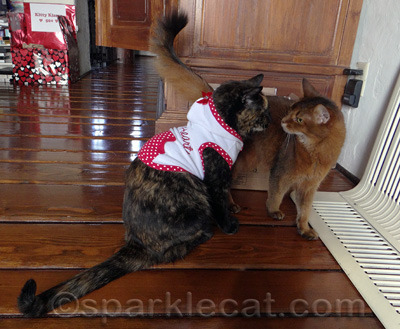 SOMEkitty is not happy!