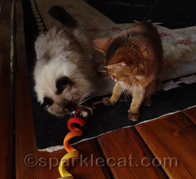 A kitty can't catch a break, y'know?