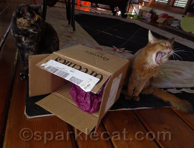 Binga thinks I have gone mad!