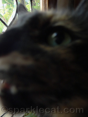 That's what happens when you try to bribe her with treats!
