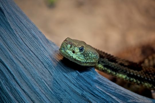 Asp by The Patron Saint