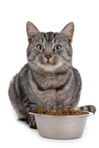cat_eating