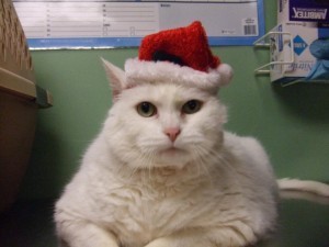 cat_with_Santa_hat