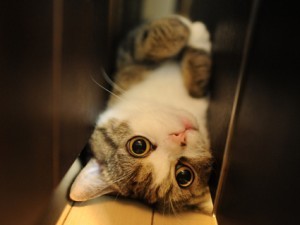 Maru