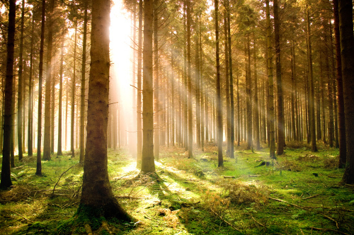 Light Rays through Autumn Woods