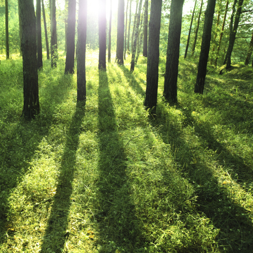 Light Rays Through the Forest