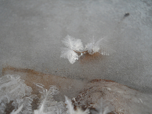 hoarfrost flower