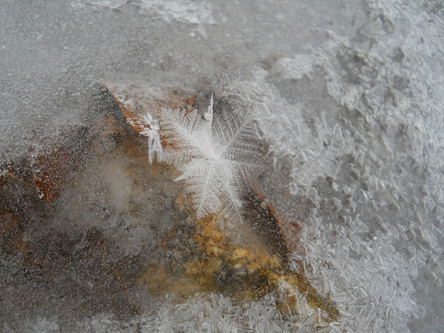 hoarfrost flower