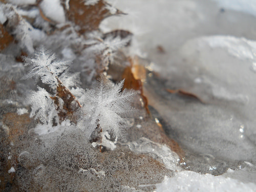 hoarfrost garden