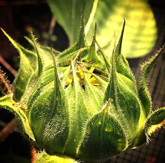 IMG_6891 Sunflower by Rosa Say