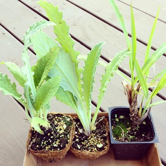 IMG_8038 Starters by Rosa Say