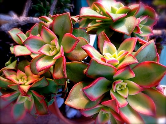 IMG_9430 Aeonium by Rosa Say