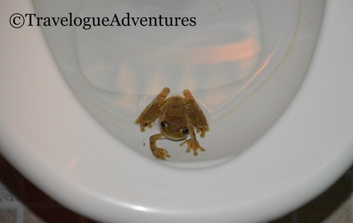 Costa Rica Tree Frog