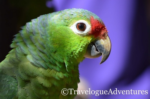 Parrot in Costa Rica