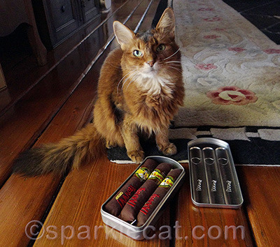 You too can get higher than you've ever been before! That is, if you are a kitty