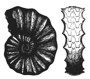 ceratites