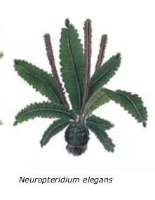 Neuropteridium