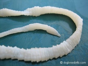 Tapeworm