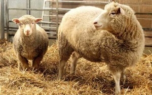 cloned-sheep_1691358c