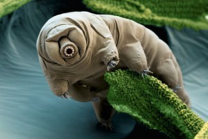 tardigrado