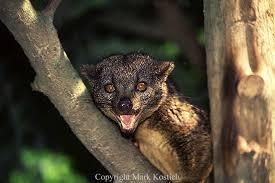 civet
