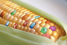 gmo