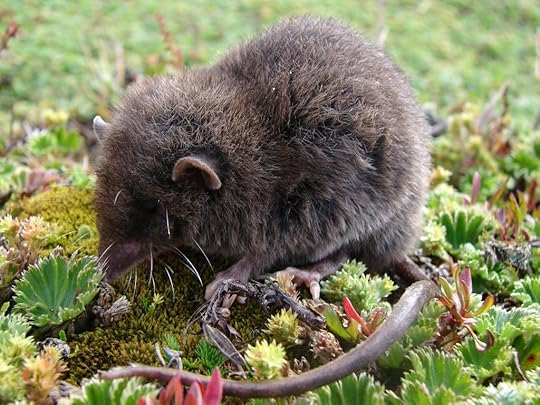 Caenolestes fuliginosus 2