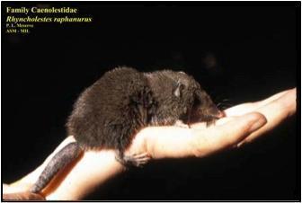 caenolestidae1349364489295