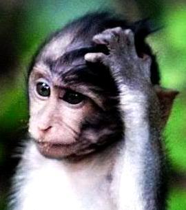 confused monkey
