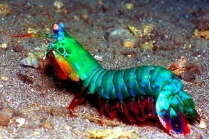 Mantis-shrimp