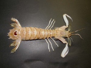 squilla