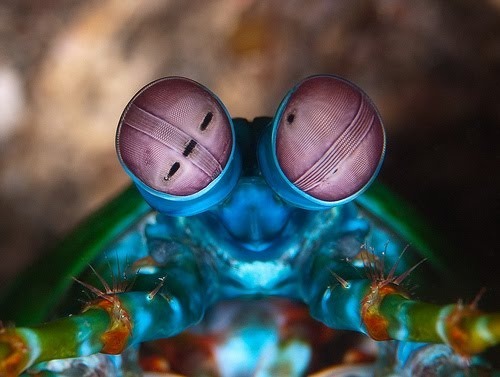 peacock mantis shrimp