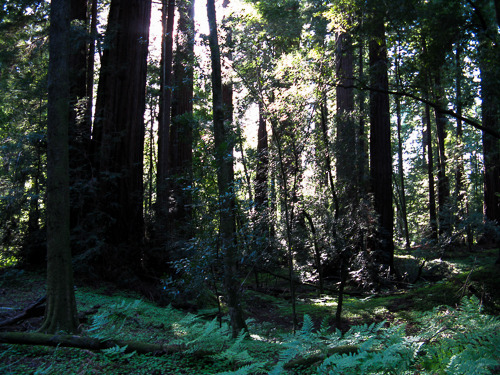 Redwoods