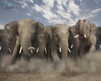 herdofelephants-403966