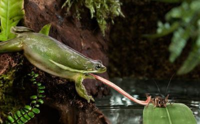 frog catches prey
