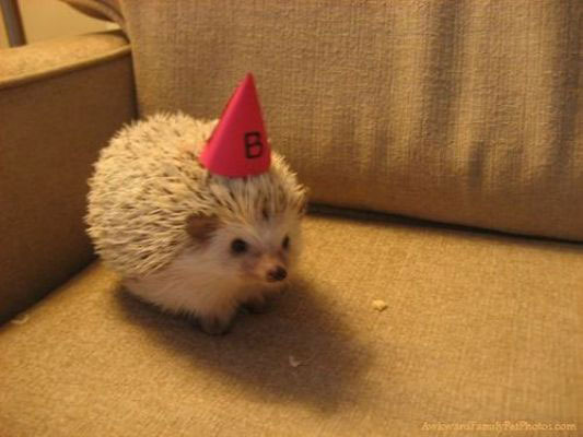 Birthday Hedgehog